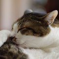 猫にハゲができてる…『脱毛』で考えられる4つの原因