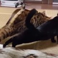 大好きな猫さんと息ピッタリ！？場所が変わってもアタック♡