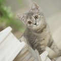 3か月の猫の大きさや育て方、おすすめ商品