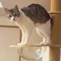 キャットタワーの透明ボウルにタオルを敷き忘れてしまい…猫が見せた『…