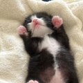 カーディガンのような模様が特徴的な保護赤ちゃん猫→"成長ビフォ…