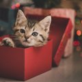 クリスマスに読みたい猫の絵本6選