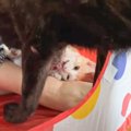 『猫用テント』で子猫が遊んでいたら…心配した先住犬からの『愛が炸裂…