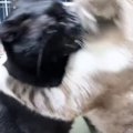 同居猫が好きすぎて『ギュー』と抱きしめたら…『思わぬ反撃』に爆笑す…
