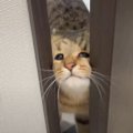 トイレまでついてくるストーカー猫…まさかの顔で『侵入してくる姿』に…