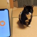 猫語翻訳アプリを使った結果…まさかの『本当の気持ち』が最高すぎると…