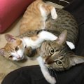 保護猫のトライアル期間チェックしたい4つのこと