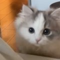 『猫が絶対に反応する音』は本当に来るの？気になって聴かせてみた結…
