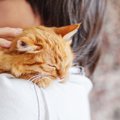 猫が『我慢している』ときにみせるサイン7つ　ケガや病気を隠していること…