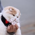 猫に絶対しちゃダメな『抱き方』4選