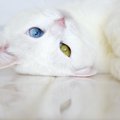 発情期の猫にしてはいけないNG行為５つ