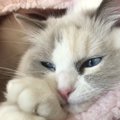 猫は本当にクール？人間が誤解しやすい猫のイメージ３つ