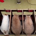 『これで取り合いにならない！』猫用カウンターでごはんを食べる猫ち…