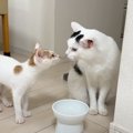 新入り子猫がお家にやってきて6日目…先住猫と交わした『可愛すぎる挨…