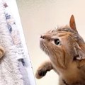 飼い主と同居犬ばかりに甘える子ども猫→めずらしく先輩猫のところへ行った…