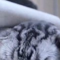 頭をマッサージしてもらう猫→気持ちいい場所がずれていたようで…『可…