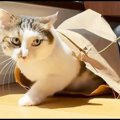 『掃除機が苦手な猫』怖がって飼い主に甘えたら…あまりにも尊すぎる光…