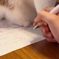 宿題をしようと手を動かしたら、ネコが……爆笑必至の『鉄壁のガード』…