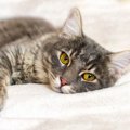 猫の痛みは見逃されやすい？飼い主が気づきたい「小さな行動変化」とサイ…
