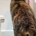 『洗面所』を覗いたら、衝撃の瞬間を目撃……猫がしていた『まさかの行動』…