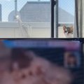 『え？』テレビを見ていたら、裏から顔をだした猫…飼い主さんが本気で焦っ…