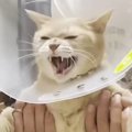 爪切りで大暴れする猫→『パパ考案の対策グッズ』を試してみたら…驚愕…