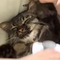 ブラッシングされる猫→あまりにも『無気力な様子』が可愛すぎると笑顔…