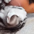 寝転がるお兄ちゃんに『子猫』が……止まらない『愛情表現』に笑ってし…