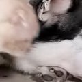大好きなハスキー犬のもとへ向かった猫…とんでもなく尊い『まさかの行動』…