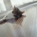 猫のいる家で『床暖房』は大丈夫？危険なトラブル3つと対策