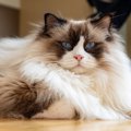 猫によく見られる5つの「ジェスチャー」と、それぞれに秘められた気持ち