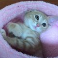 今も昔も変わらぬ可愛い猫ちゃんの姿♡