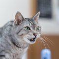 おーい！猫が『飼い主さんを呼んでいる』3つのサイン　はーい！とお返…