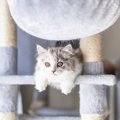 猫の『抜け毛』がたまりやすい5つの場所　掃除をラクにするアイテムも…