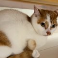 ５匹の猫の爪を切った結果→１匹が苦手なシャンプーと勘違いして…『あ…