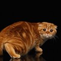 飼い猫が逃げる6つの理由！正しい接し方・対処法を紹介