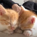 ブチ切れていた保護子猫たちが人に慣れた結果…あまりにも『尊すぎる光…