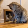 通路の前に座っている猫→通路から他の猫が出てくると…親切すぎる『お…