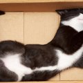 愛猫が『寝転がりたがる場所』5選　のびのびゴローンとしたくなるのは…