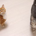 鳴き声が「ごはん」に聞こえる？！猫姉妹の腹減りアピール！