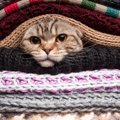 猫の防寒対策にオススメのグッズ5選 