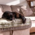 猫が『亡くなる直前』にみせる兆候5つ　限られた時間で飼い主ができること…