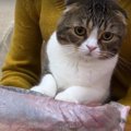 『これは何？』大きな刺身に興味津々の親子猫さん