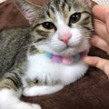 100円ショップにある『ふわふわボール』でかわいい猫の首輪作り