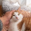 猫が『打ち解けた』時のサイン4選！心の壁があるときとの違いとは？