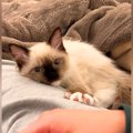 家に来て２日目の子猫→足にくっついてきて…とんでもなく尊い『健気な…