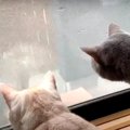 ニャンズ困惑！？お庭にやって来た懐っこい猫のお客さま♡