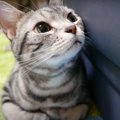 おめめギュン！「遊ぶ？」に反応する猫ちゃん