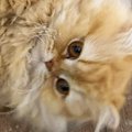 甘えん坊の猫→足元までやってくると……可愛すぎる『あざといポーズ』に「は…