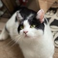 猫が心待ちにしている『５つの時間』 飼い主と過ごす時間をより充実し…